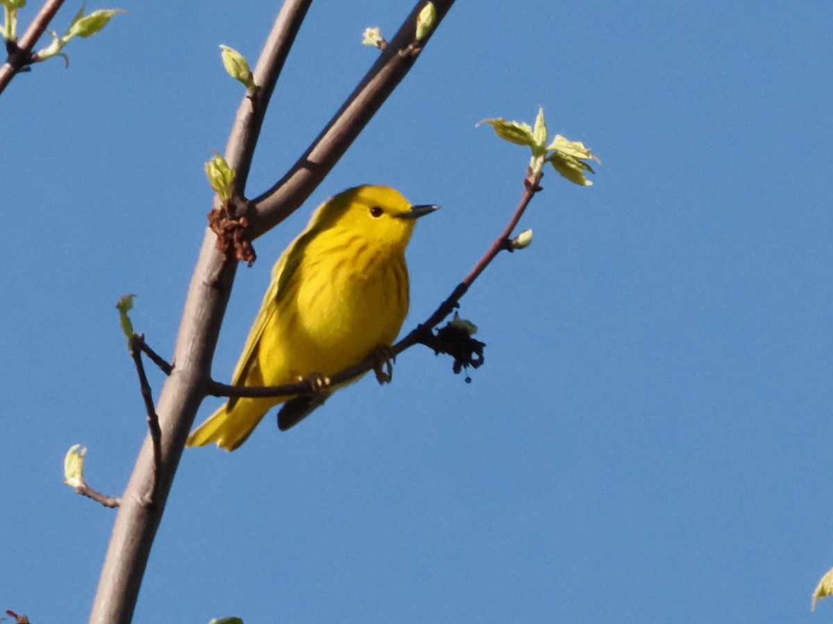 Yellow Warbler - John Felton