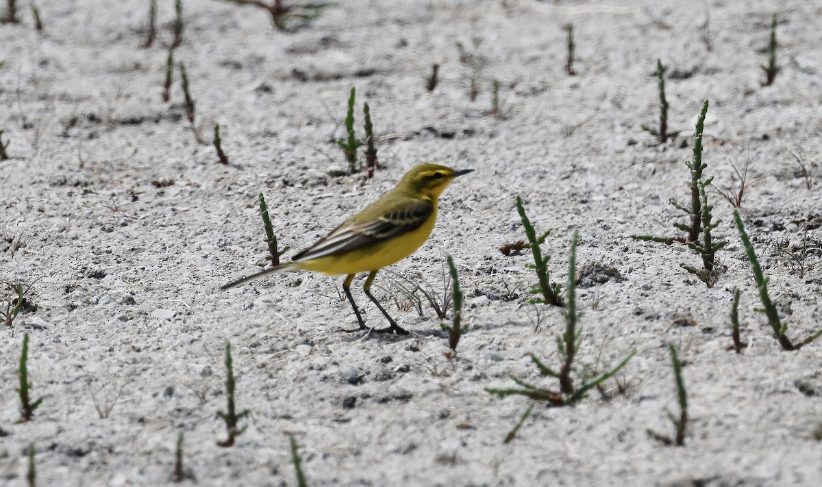 Western Yellow Wagtail - ML618618221