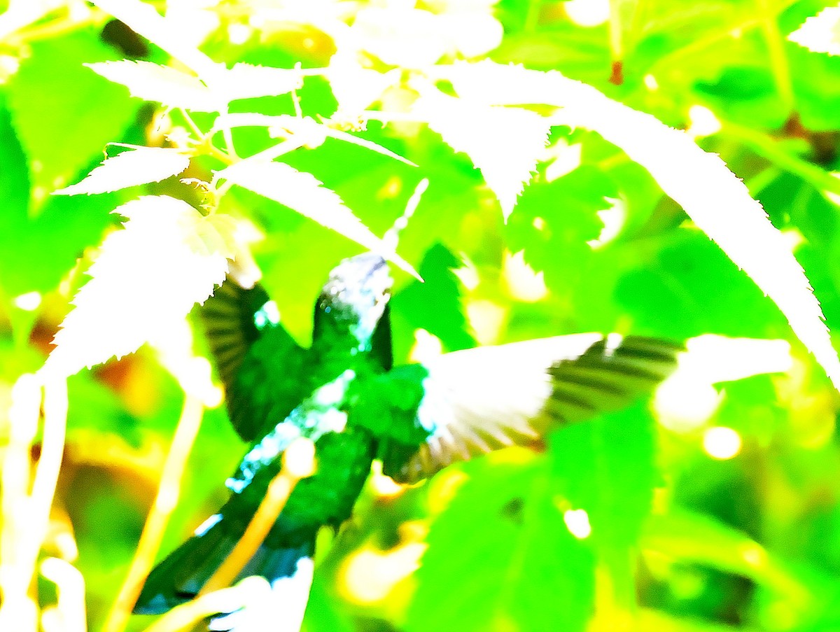Blue-headed Hummingbird - ML618618223