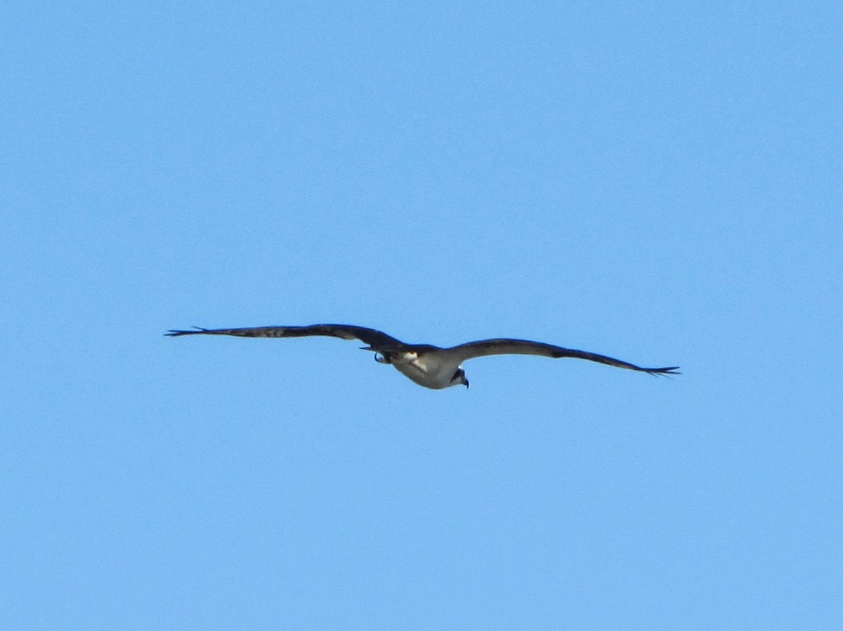 Osprey (carolinensis) - James Teitgen