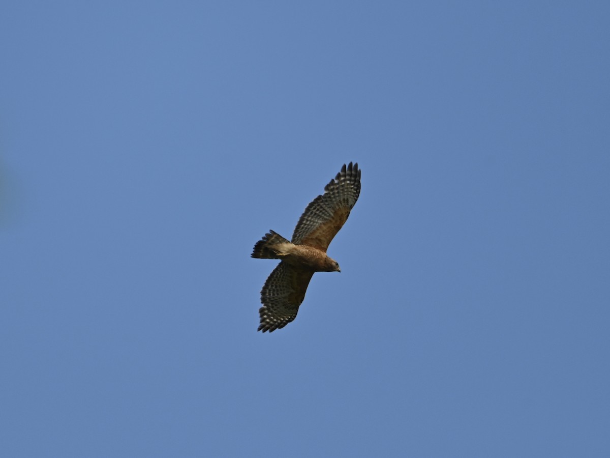 Red-shouldered Hawk - ML618618234