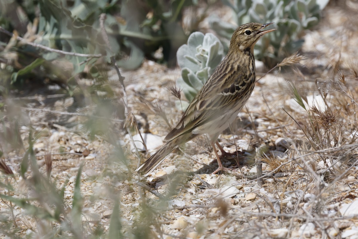 Tree Pipit - ML618618243