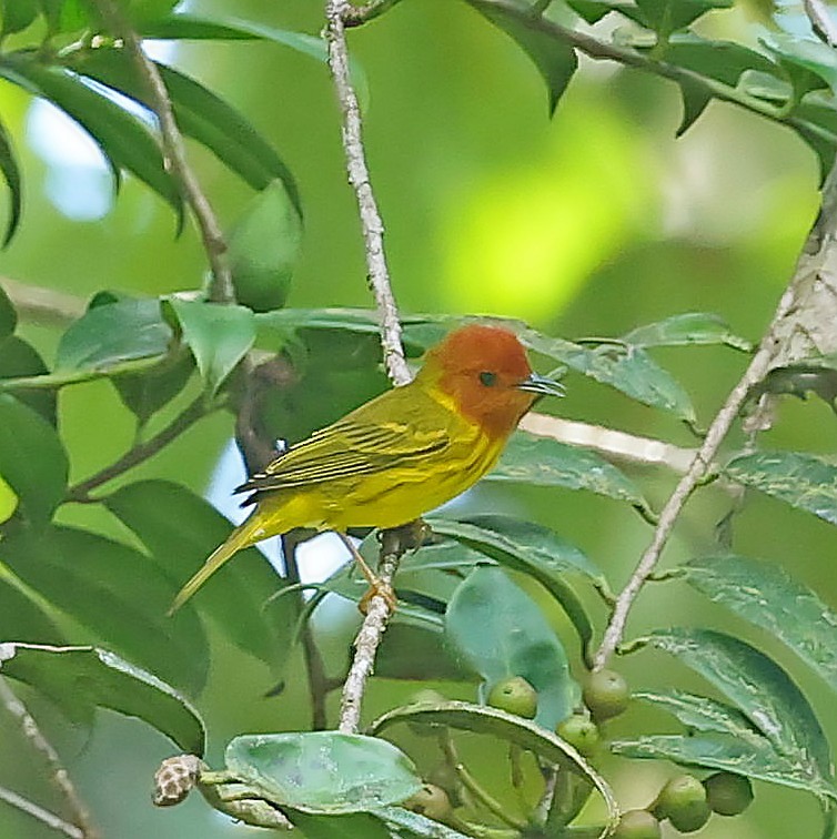 Yellow Warbler (Golden) - ML618618296