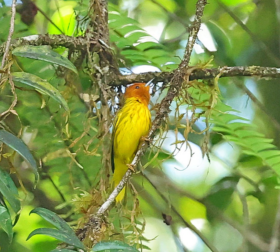 Yellow Warbler (Golden) - ML618618297