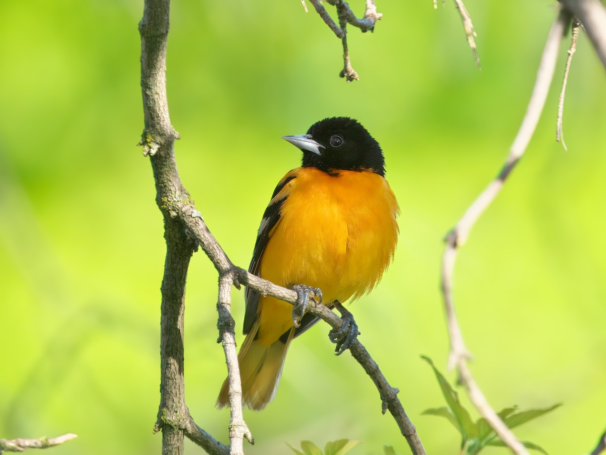 Baltimore Oriole - Gavin Edmondstone