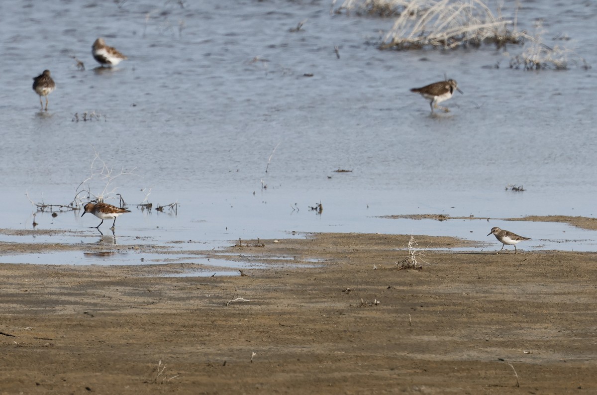 Temminck's Stint - ML618618344