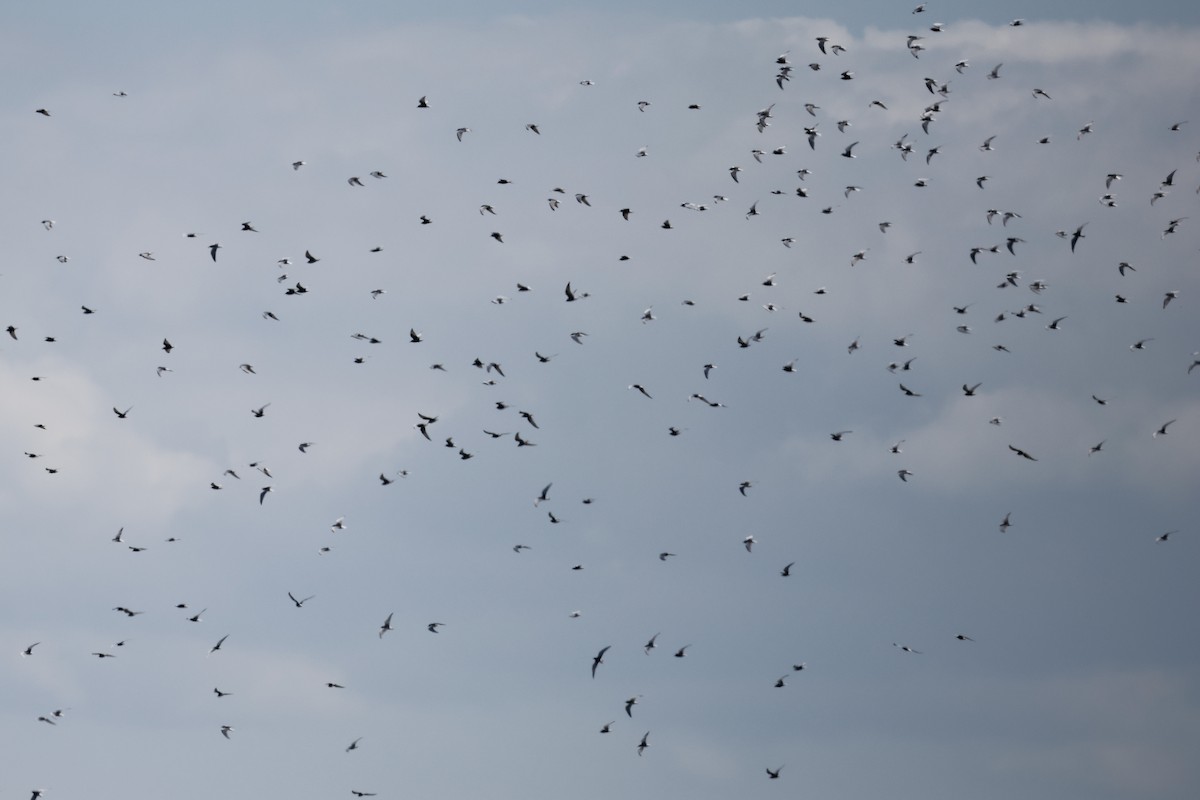 Буурал хараалай - ML618618416