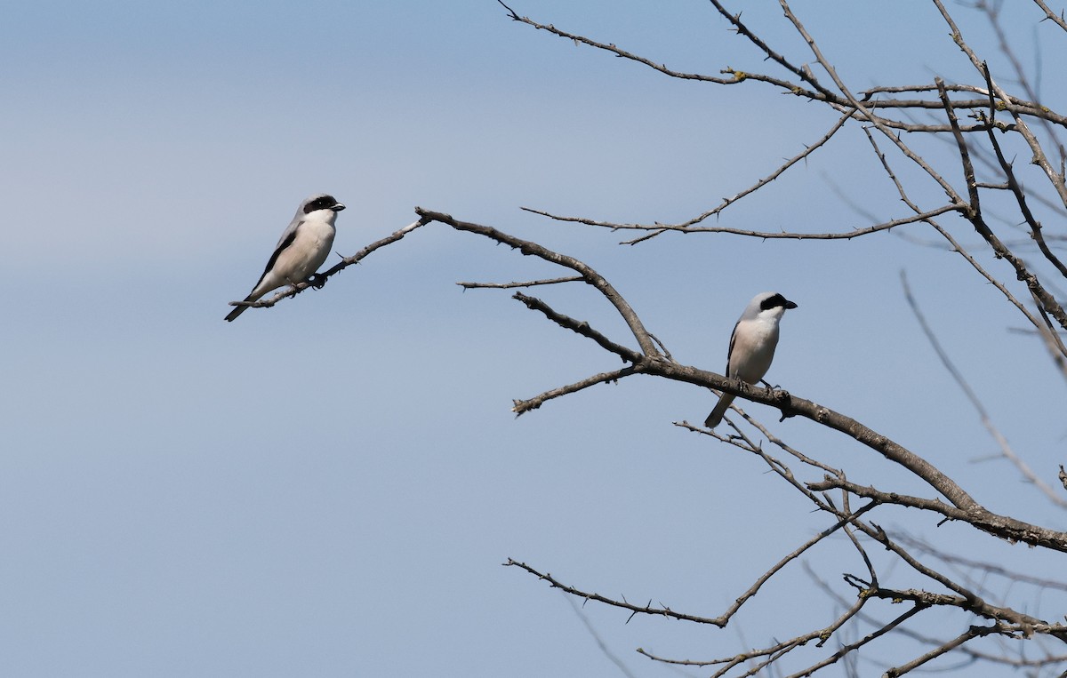 Lesser Gray Shrike - ML618618490