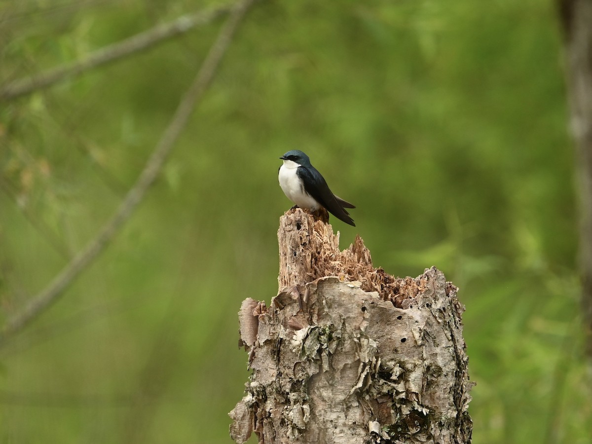 Tree Swallow - ML618618493