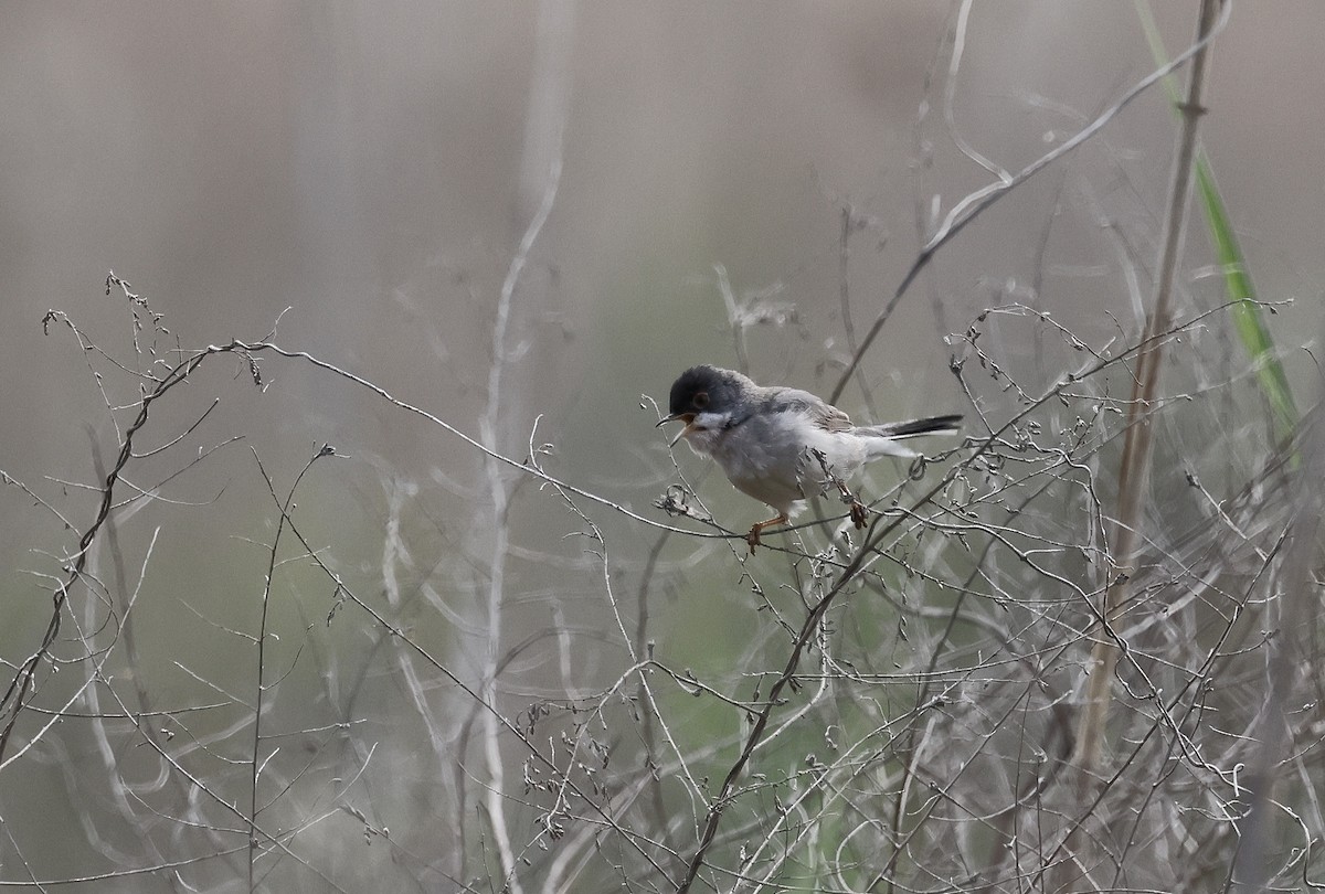 Menetries's Warbler - ML618618512