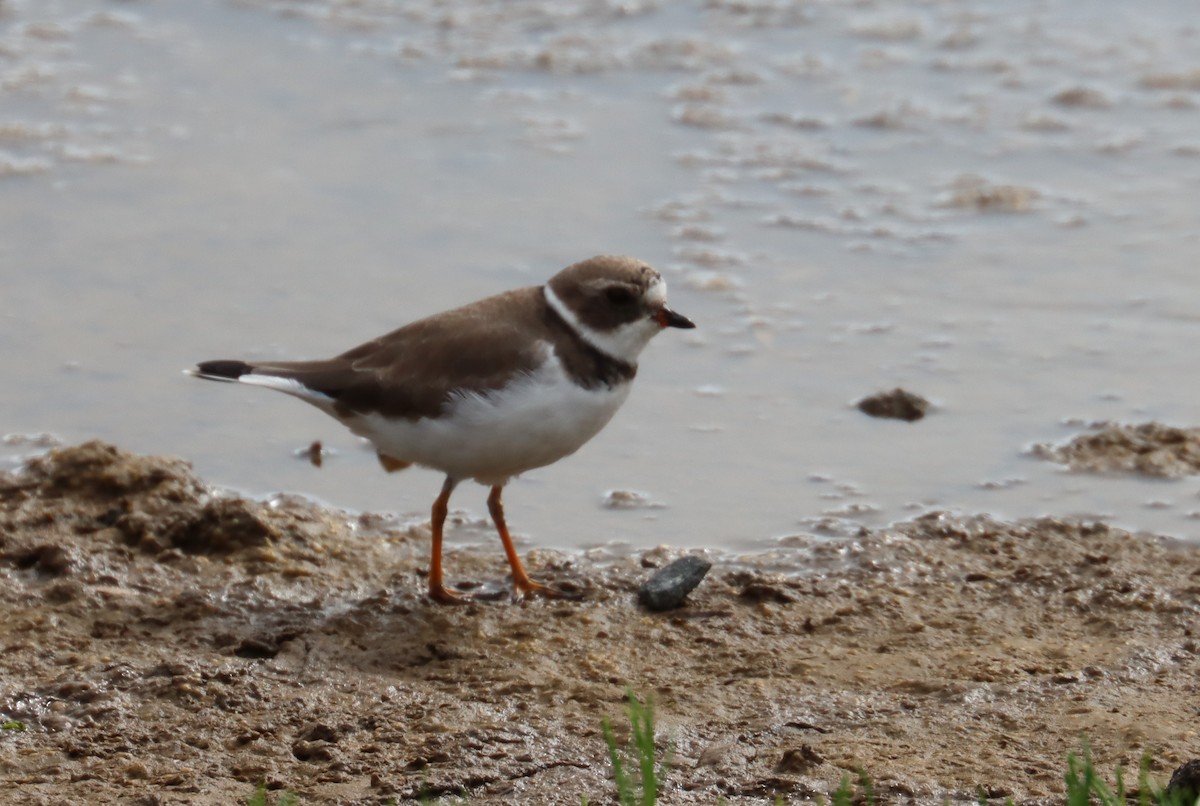 Semipalmated Plover - ML618618566