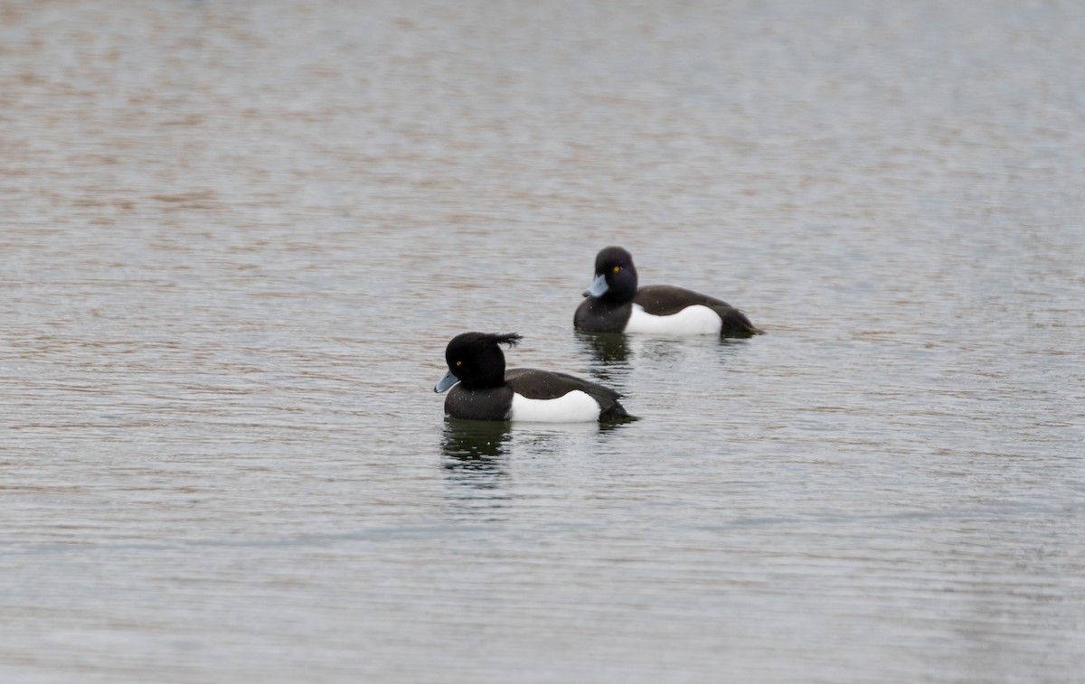 Tufted Duck - ML618618577