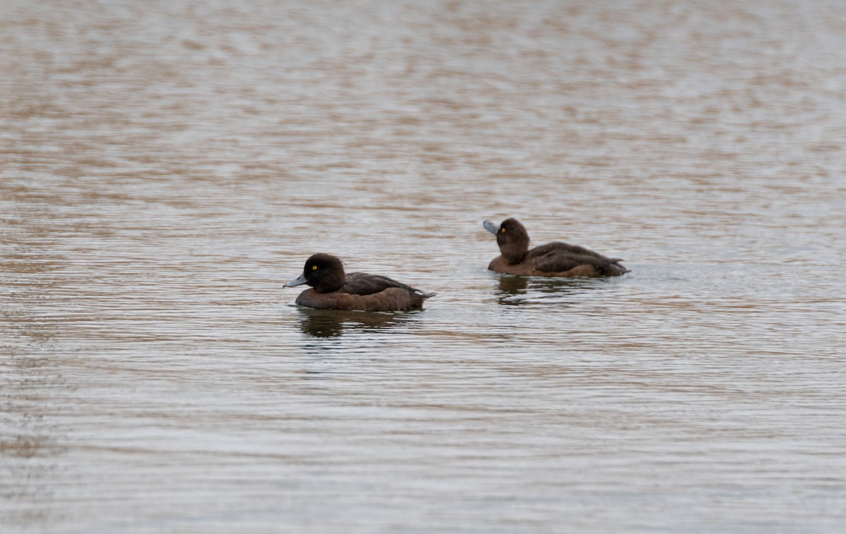 Tufted Duck - ML618618578