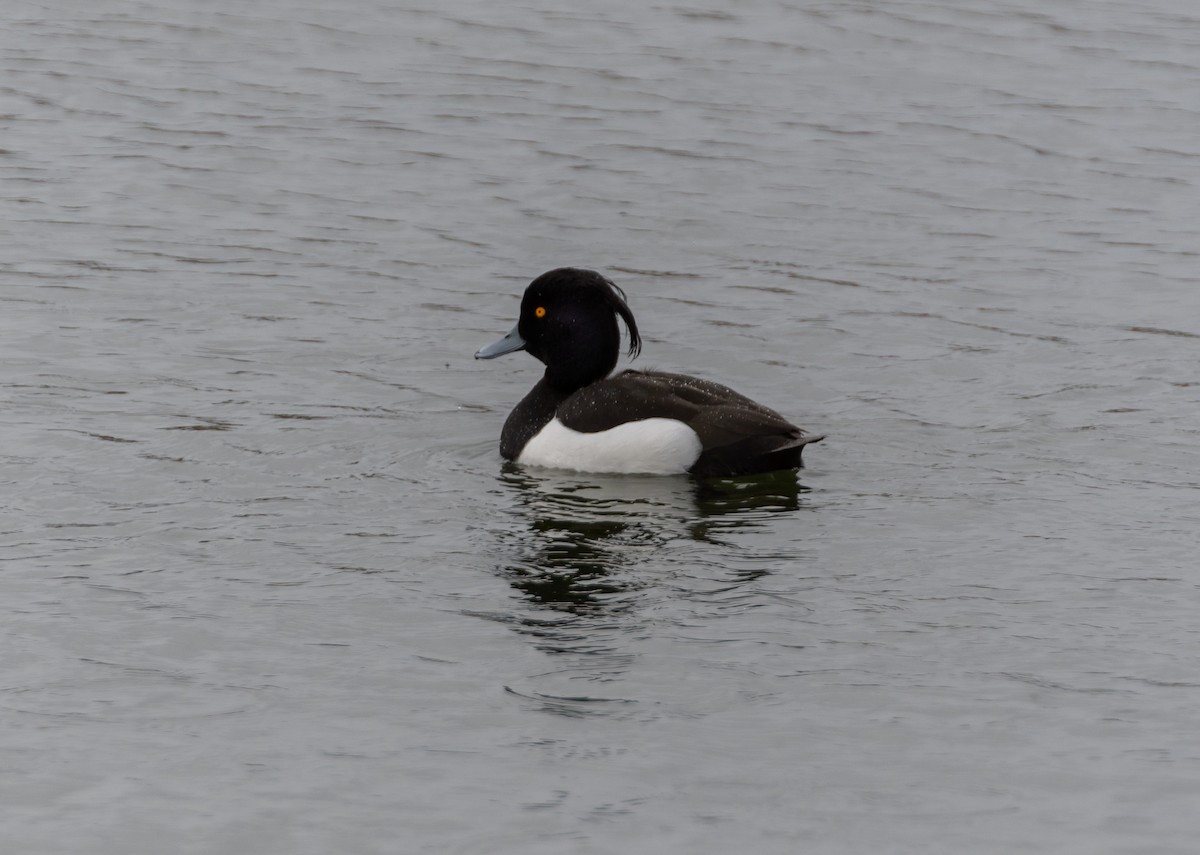 Tufted Duck - ML618618580