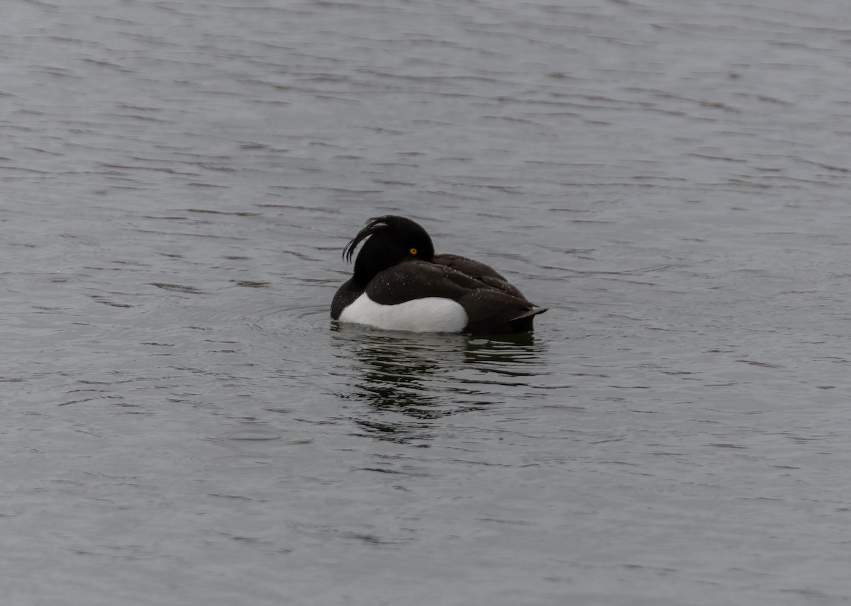 Tufted Duck - ML618618581