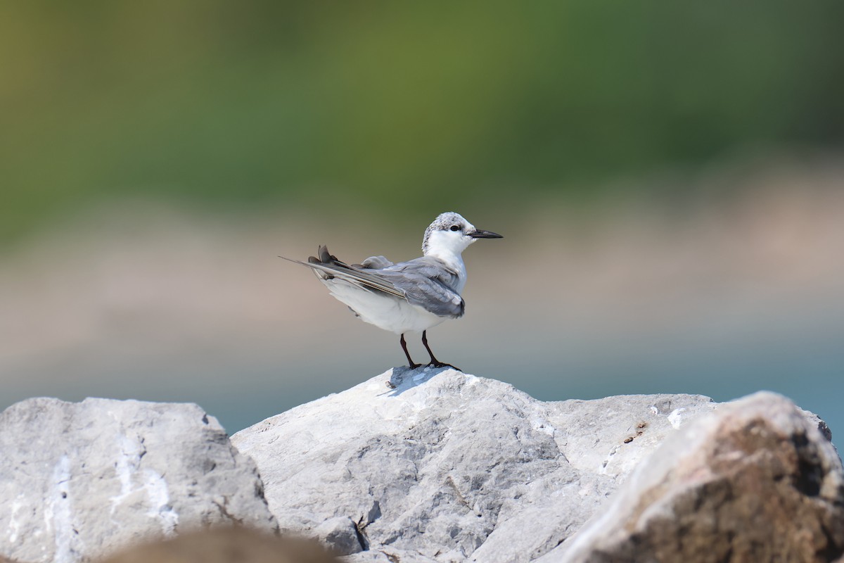 Whiskered Tern - ML618618610