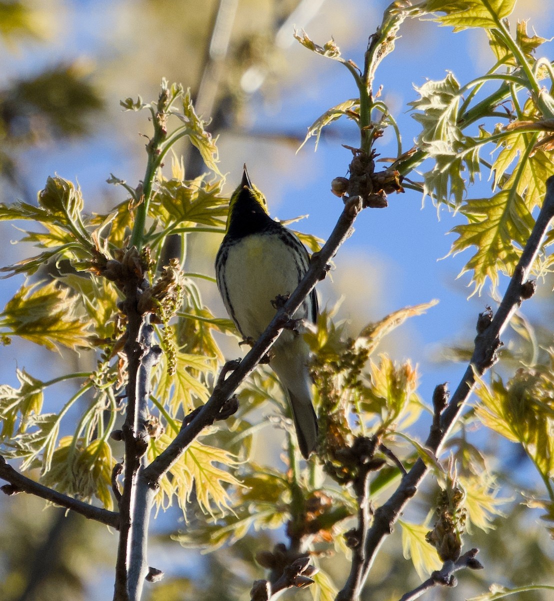 Black-throated Green Warbler - ML618618613