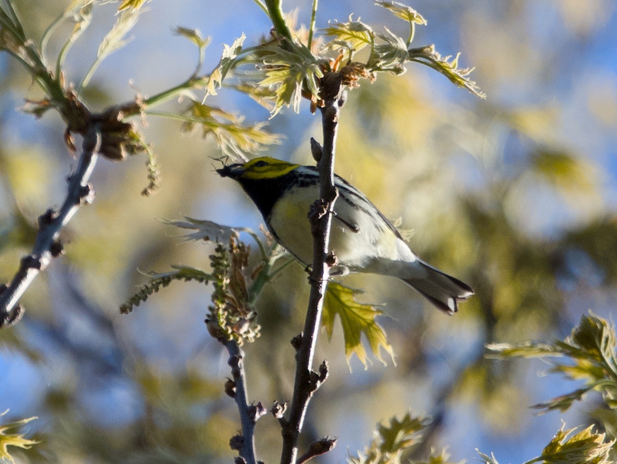 Black-throated Green Warbler - ML618618614