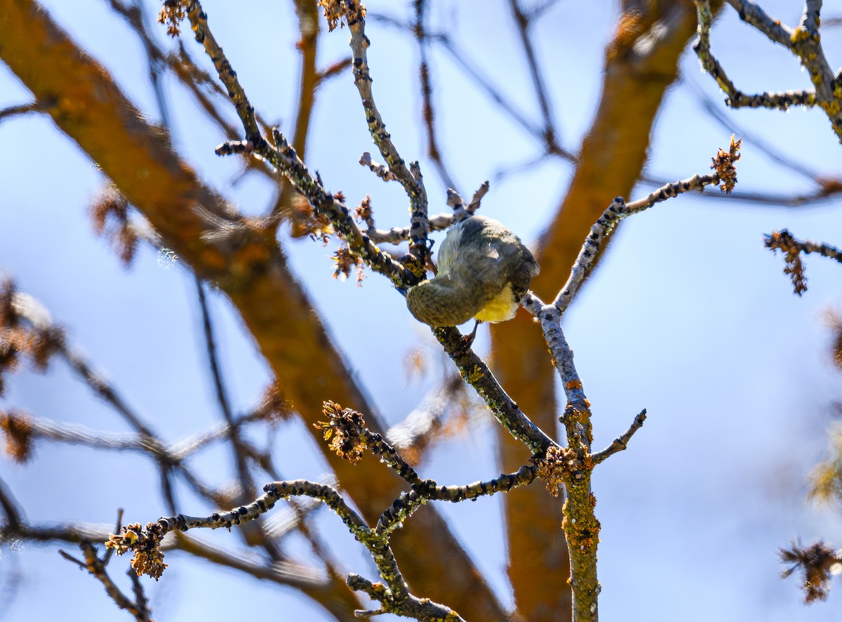 Nashville Warbler - ML618618666