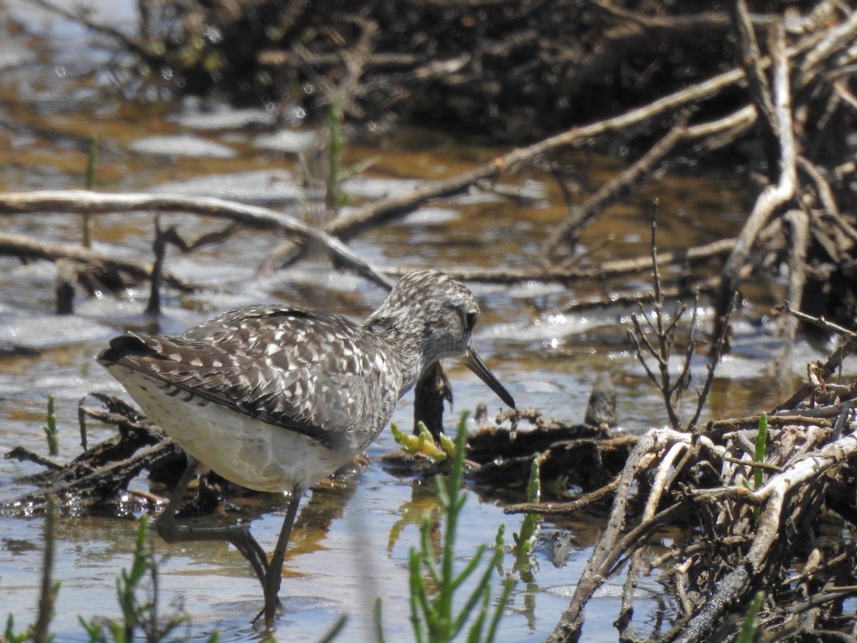 Wood Sandpiper - ML618618676