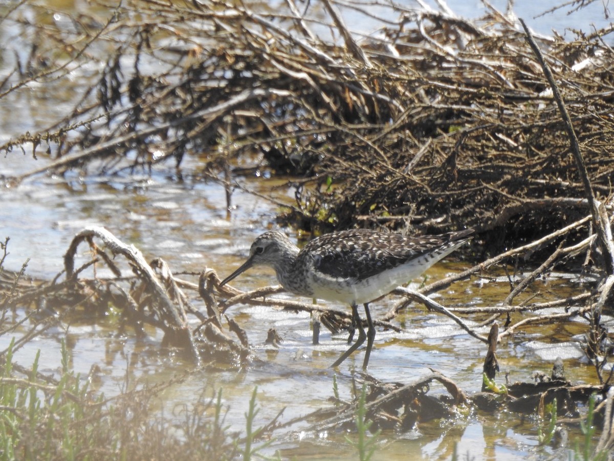 Wood Sandpiper - ML618618677