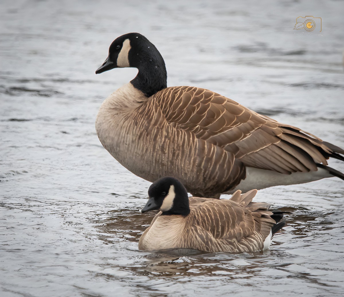 Cackling Goose - ML618618705