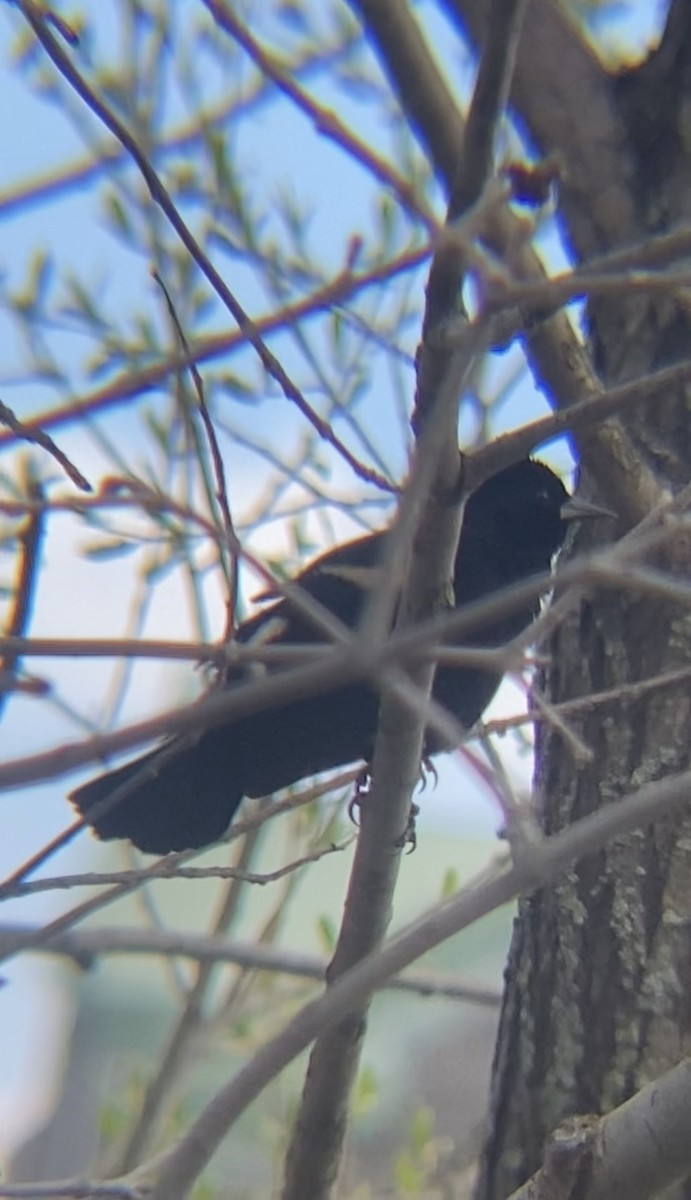 Red-winged Blackbird - Zakary L’Abbé-Larivière
