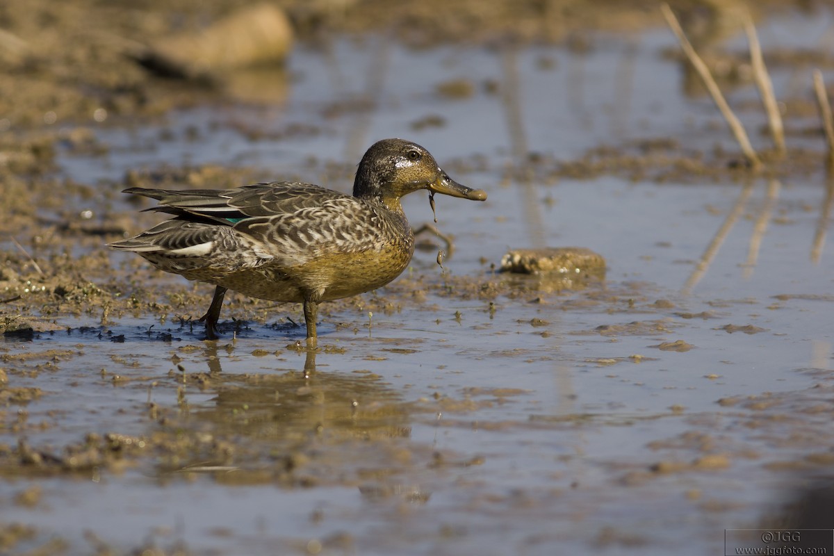 Green-winged Teal - ML618618721