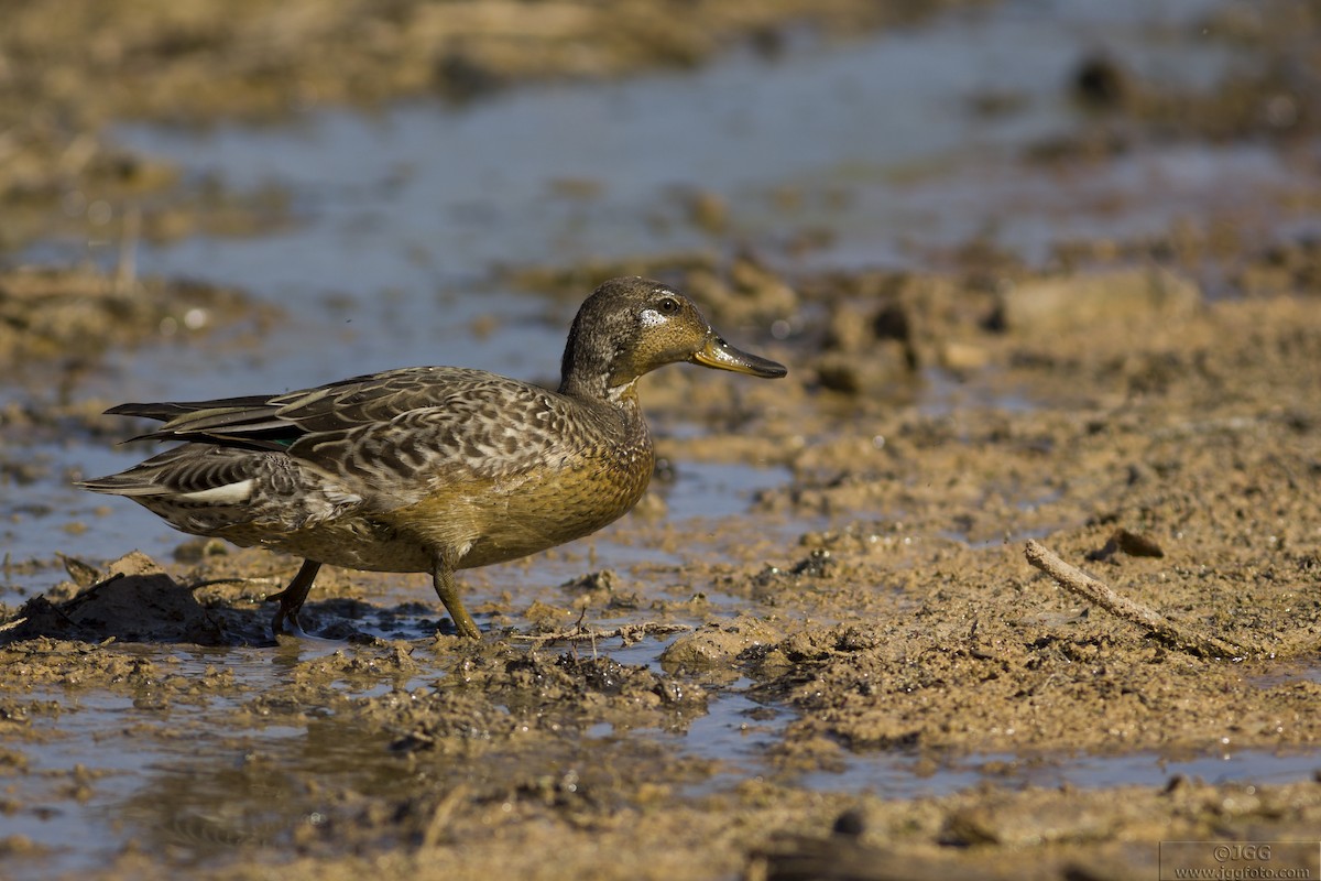 Green-winged Teal - ML618618722