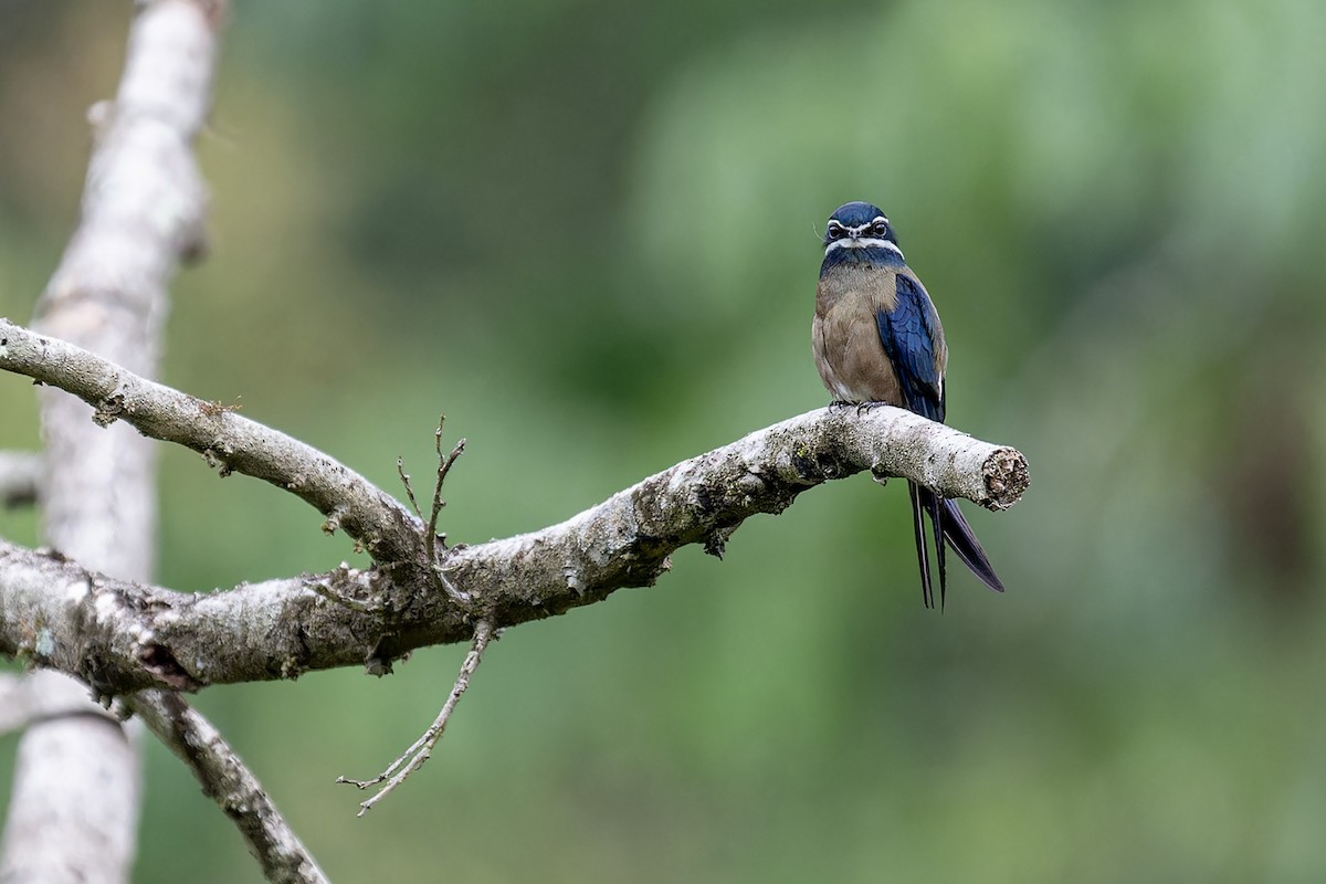 Whiskered Treeswift - Muangpai Suetrong