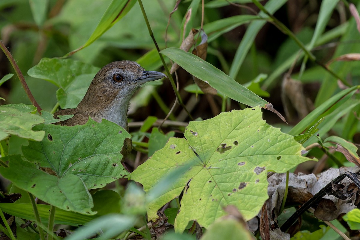 Abbott's Babbler - Muangpai Suetrong