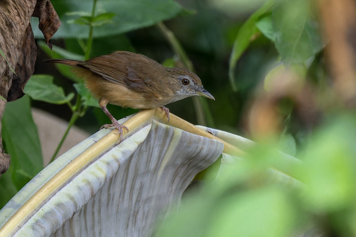 Abbott's Babbler - Muangpai Suetrong