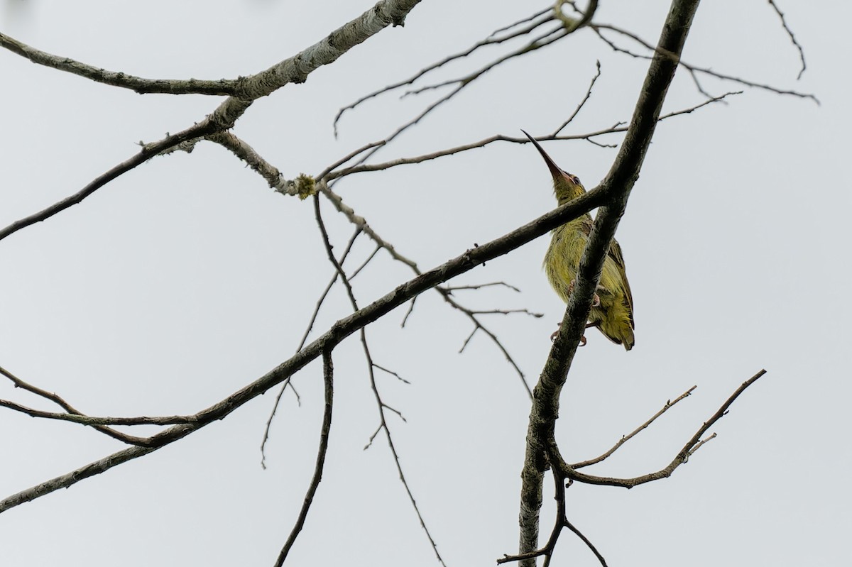 Yellow-eared Spiderhunter - Muangpai Suetrong