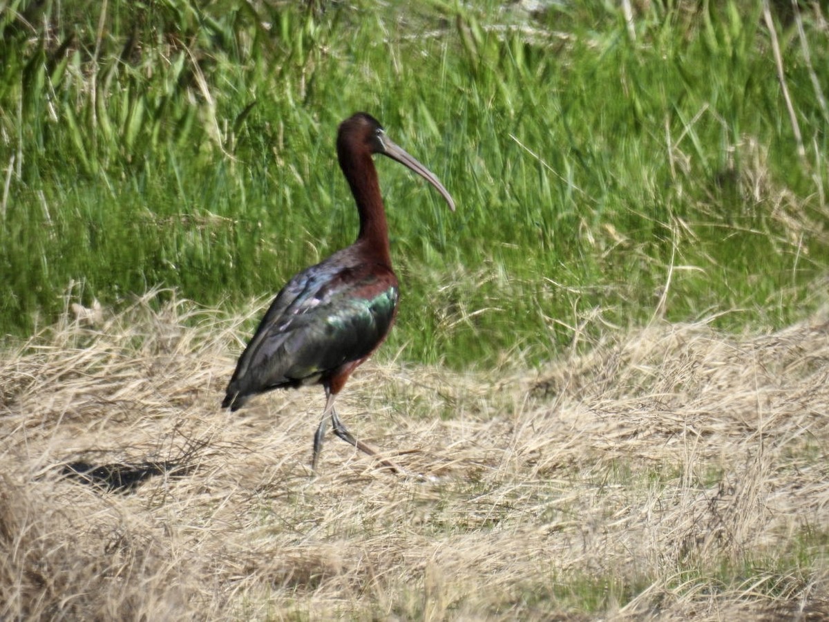 ibis hnědý - ML618618803