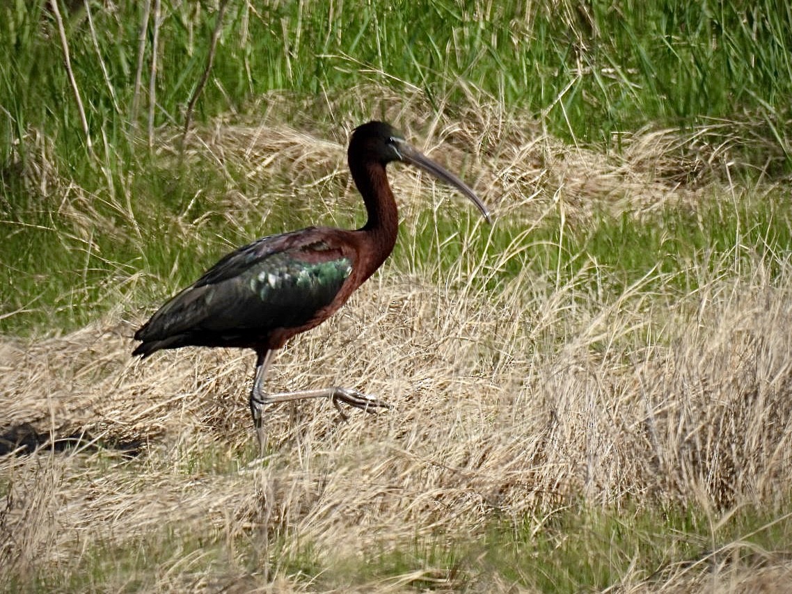 Glossy Ibis - Donna Reis