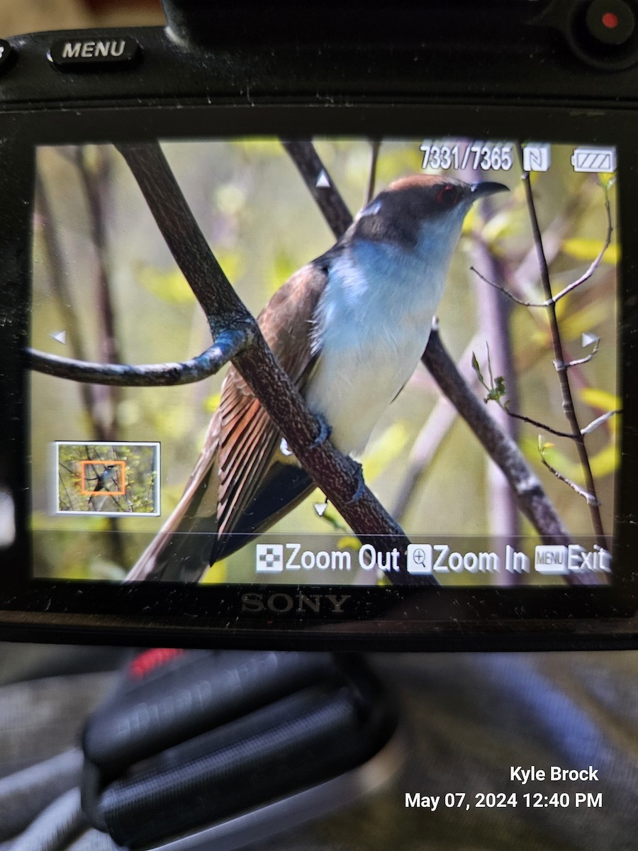 Black-billed Cuckoo - ML618618824