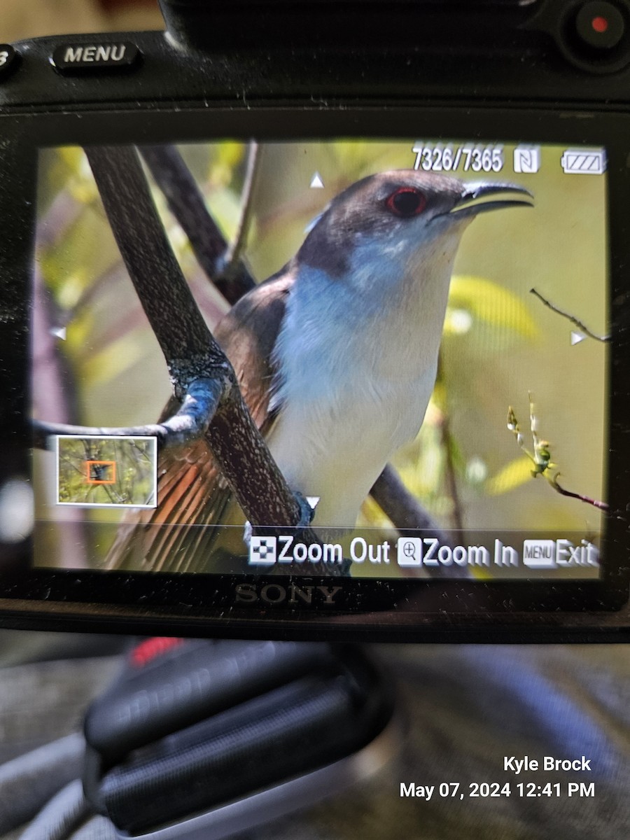 Black-billed Cuckoo - ML618618825