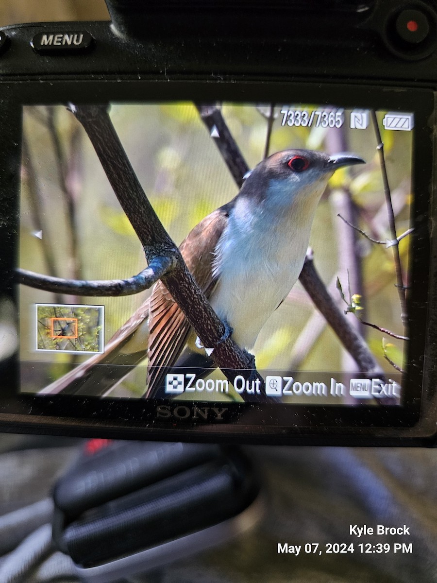 Black-billed Cuckoo - ML618618826