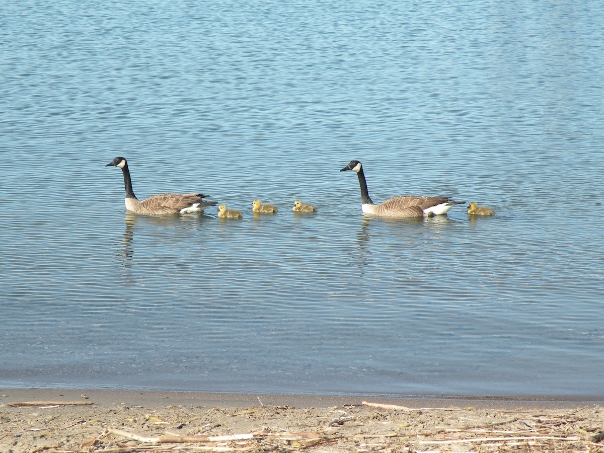 Canada Goose - ML618618897