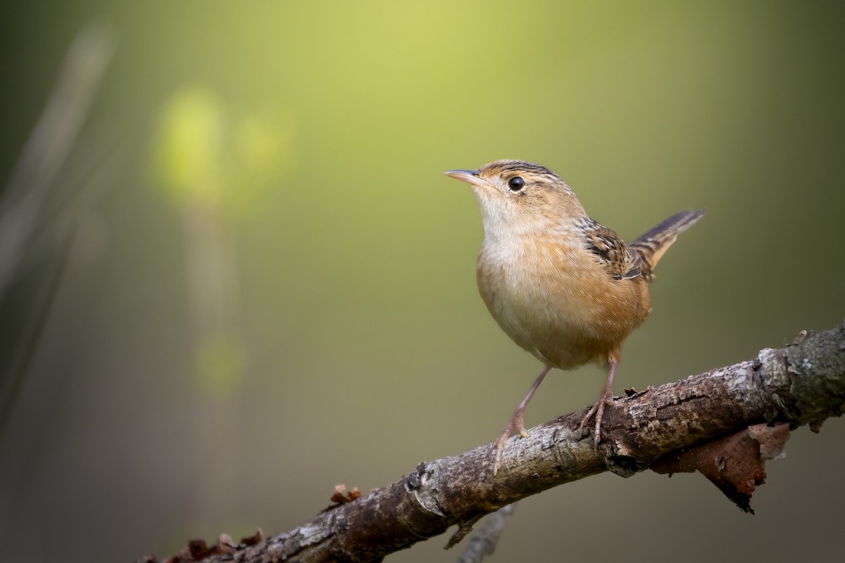 Sedge Wren - Beau Cotter