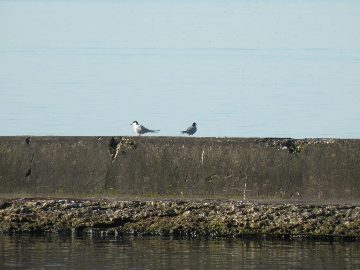 Common Tern - ML618618904