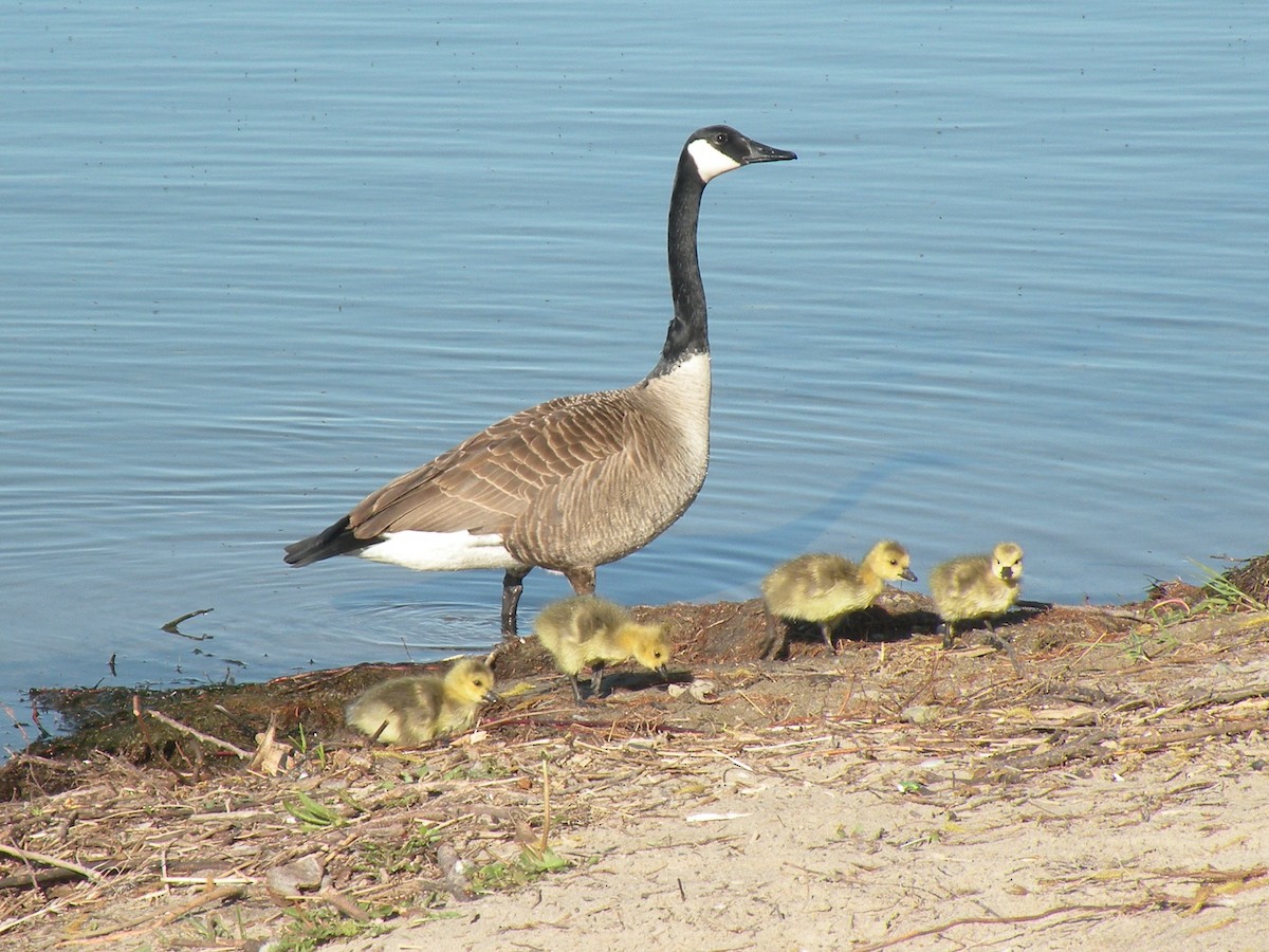 Canada Goose - ML618618923