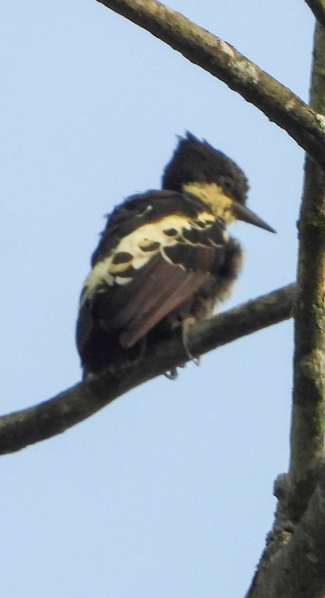 Heart-spotted Woodpecker - Vishwanath Madoli