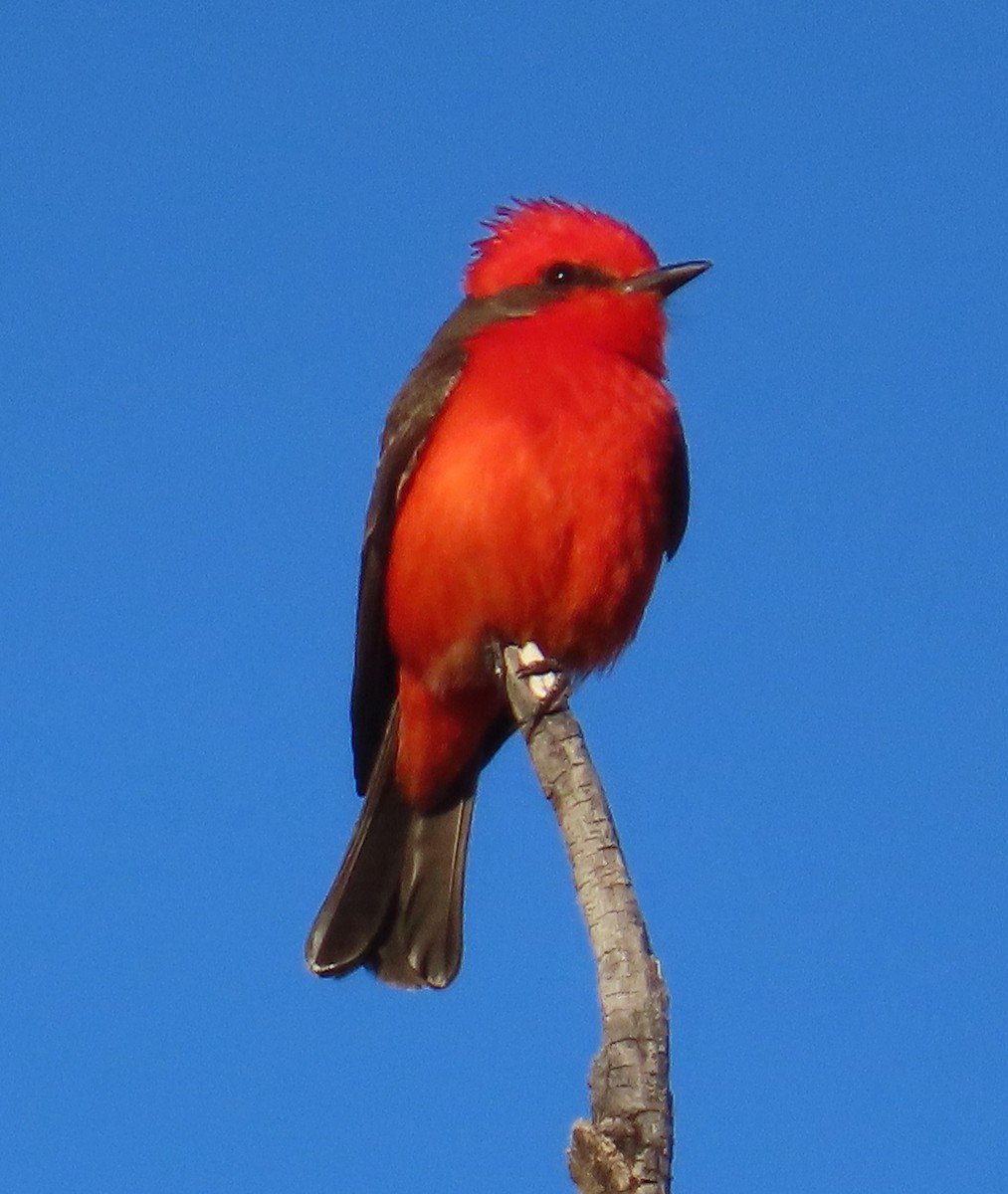 Vermilion Flycatcher - Robin Gurule