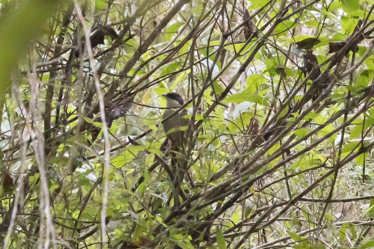 Western Chat-Tanager - ML618619026