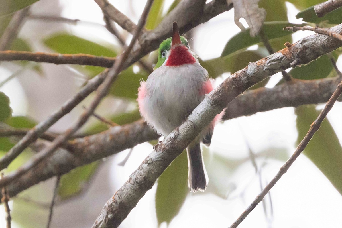 Narrow-billed Tody - ML618619059