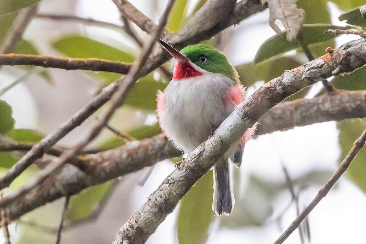 Narrow-billed Tody - ML618619067