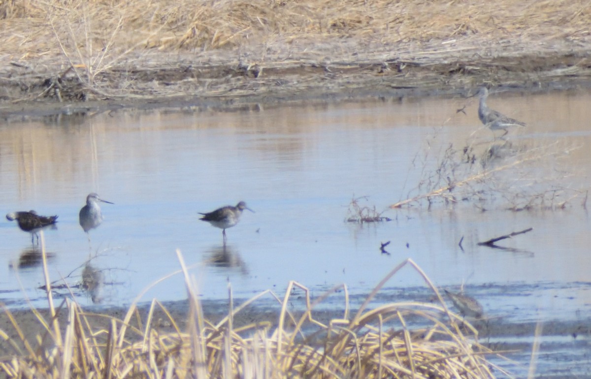 Greater Yellowlegs - ML618619082