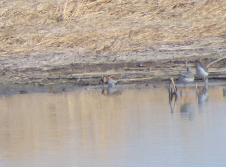 Wilson's Snipe - Robert Tonge