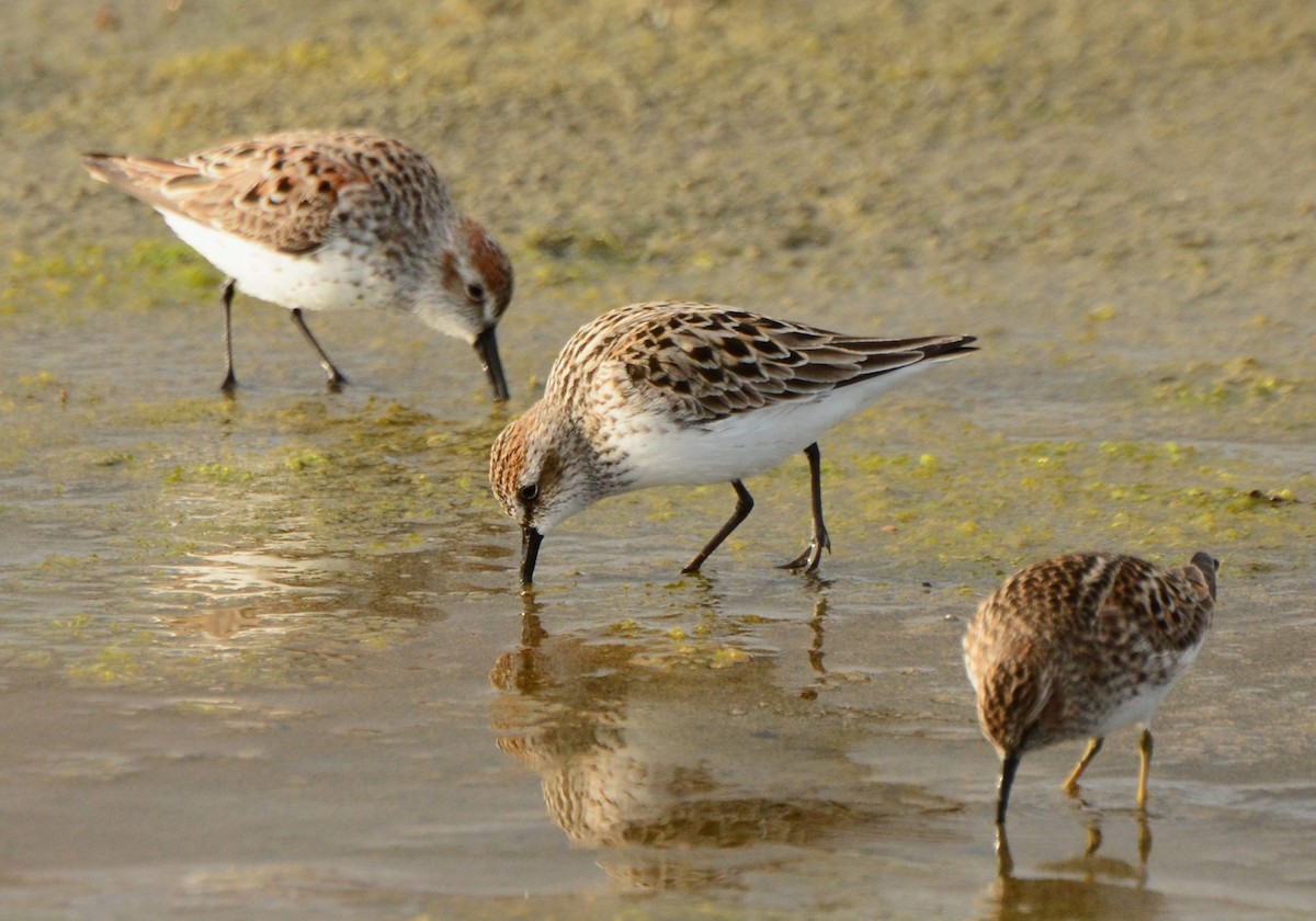 Semipalmated Sandpiper - ML618619096